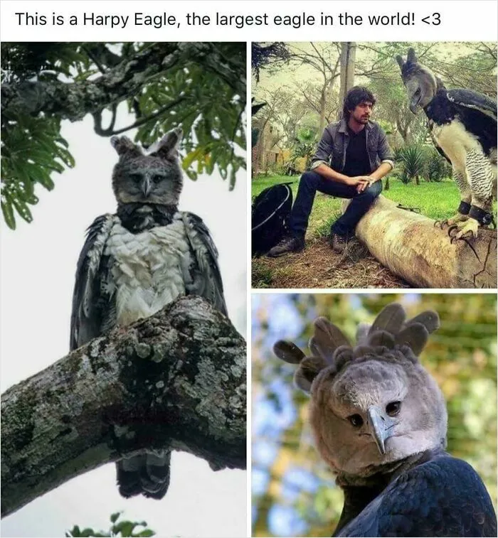 Everyone Bow Down To These Harpey Eagle