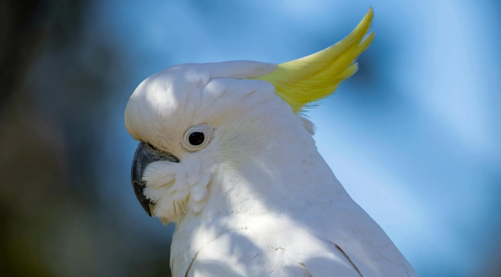 A close-up of a white cockatoo, a type of parrot, with its prominent yellow crest, against a soft blue background.