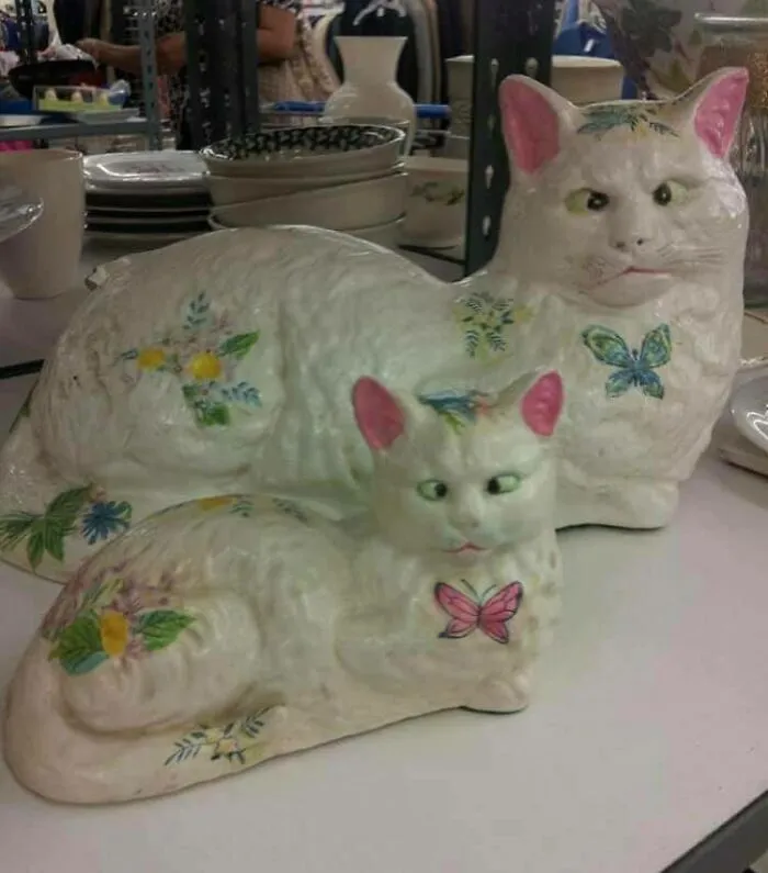 Cross Eyed Cats