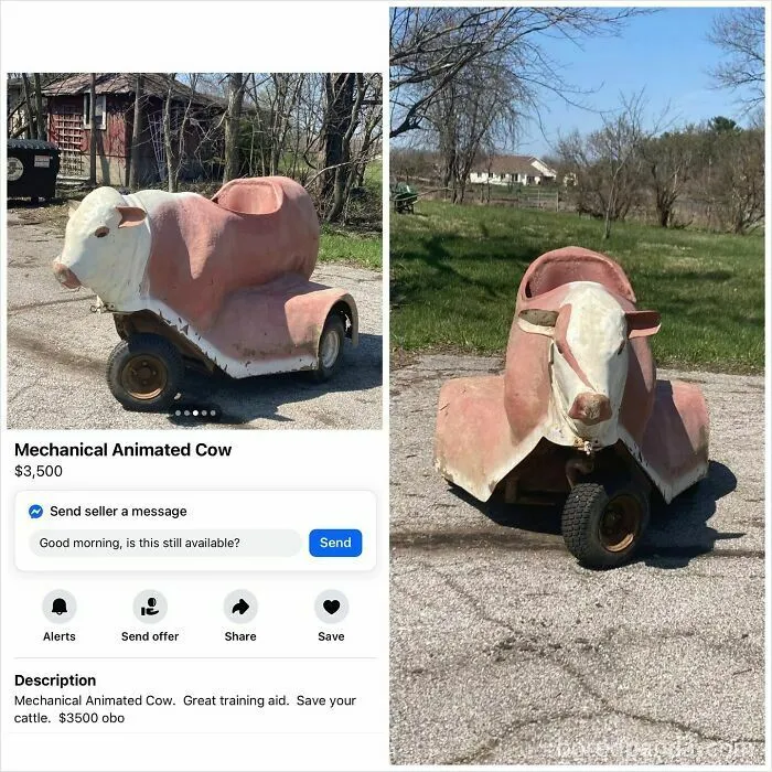Mechanical animated cow training aid on wheels for sale on Facebook Marketplace