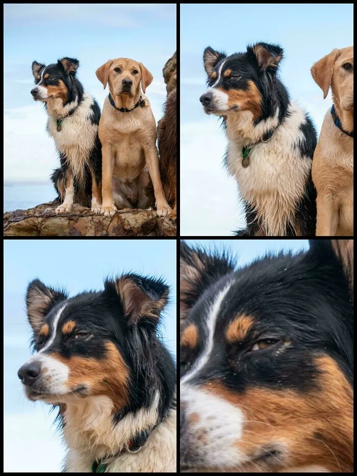 A collage showing a dog making a squinting side-eye look from funny unhinged dog pictures