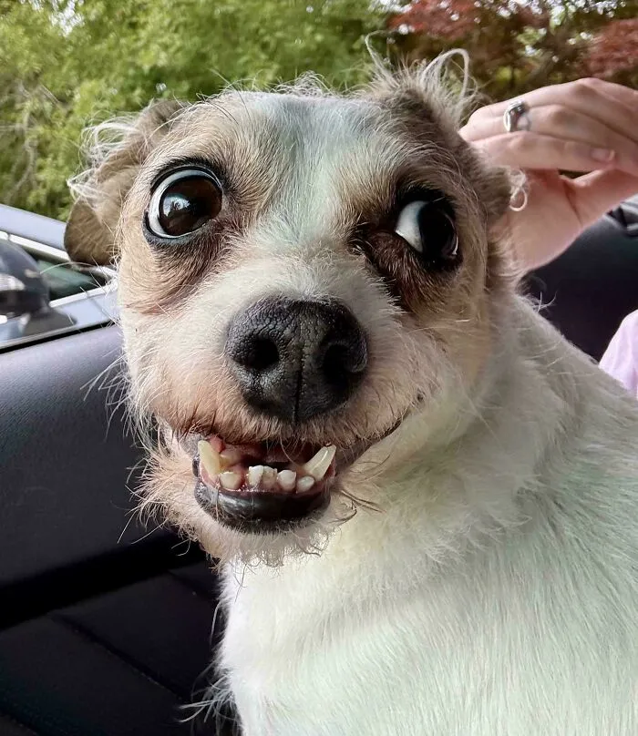 A small dog with a goofy grin looking like one of those funny unhinged dog pictures