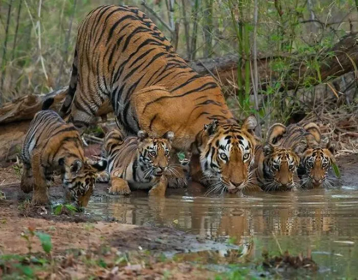 🔥 Tiger Family Quenching Their Thirst At Tadoba-Andhari Tiger Reserve, India. 🔥