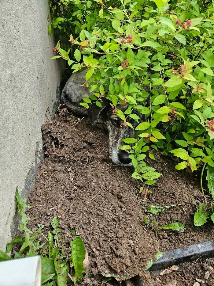A dog hiding under green bushes with a sly face from funny unhinged dog pictures