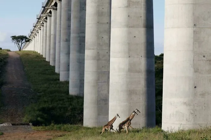 Giraffes Cross Under A Bridge Of The Standard Gauge Railway (Sgr) Line, Inside The Nairobi National Park In Nairobi, Kenya