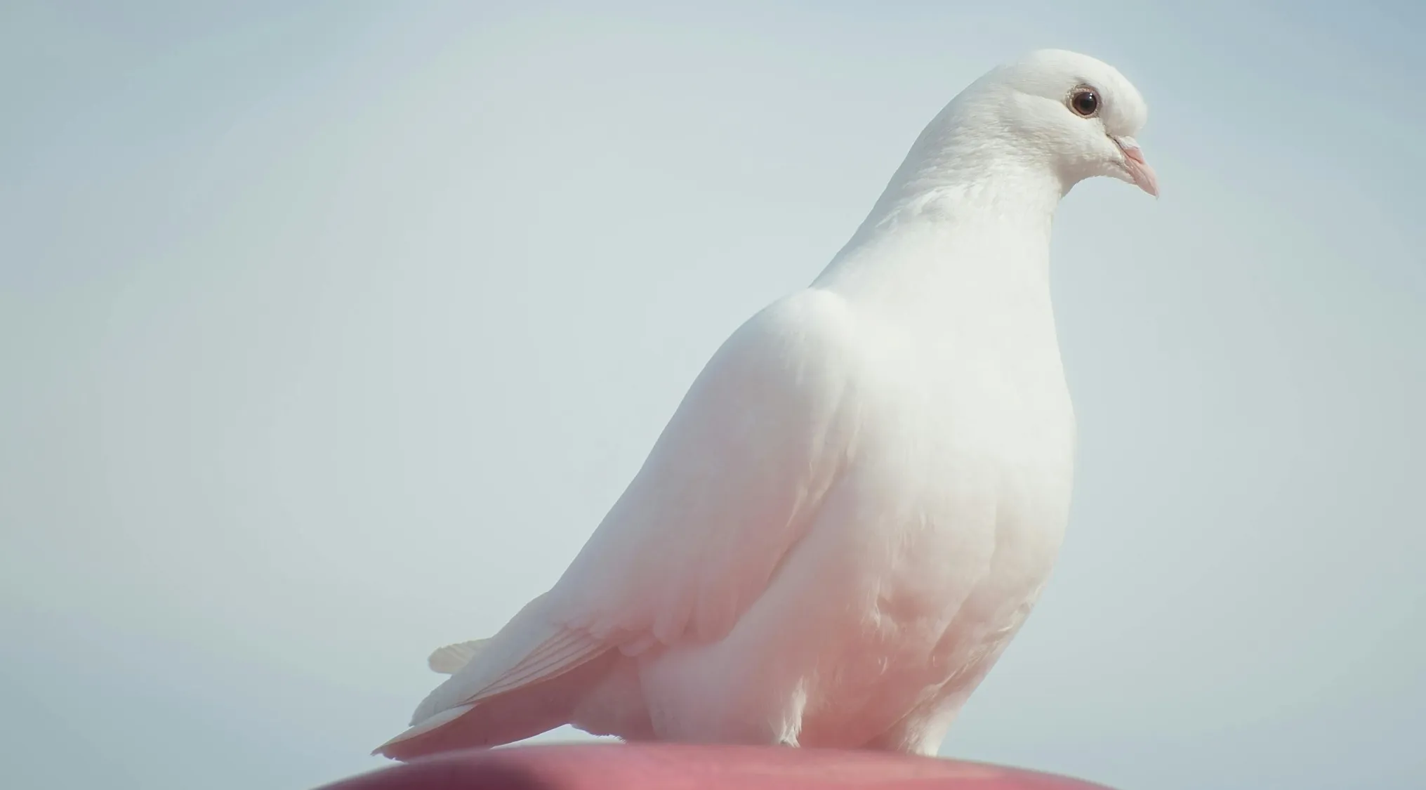 A white dove, often a literary device representing peace, stands against a light blue background.