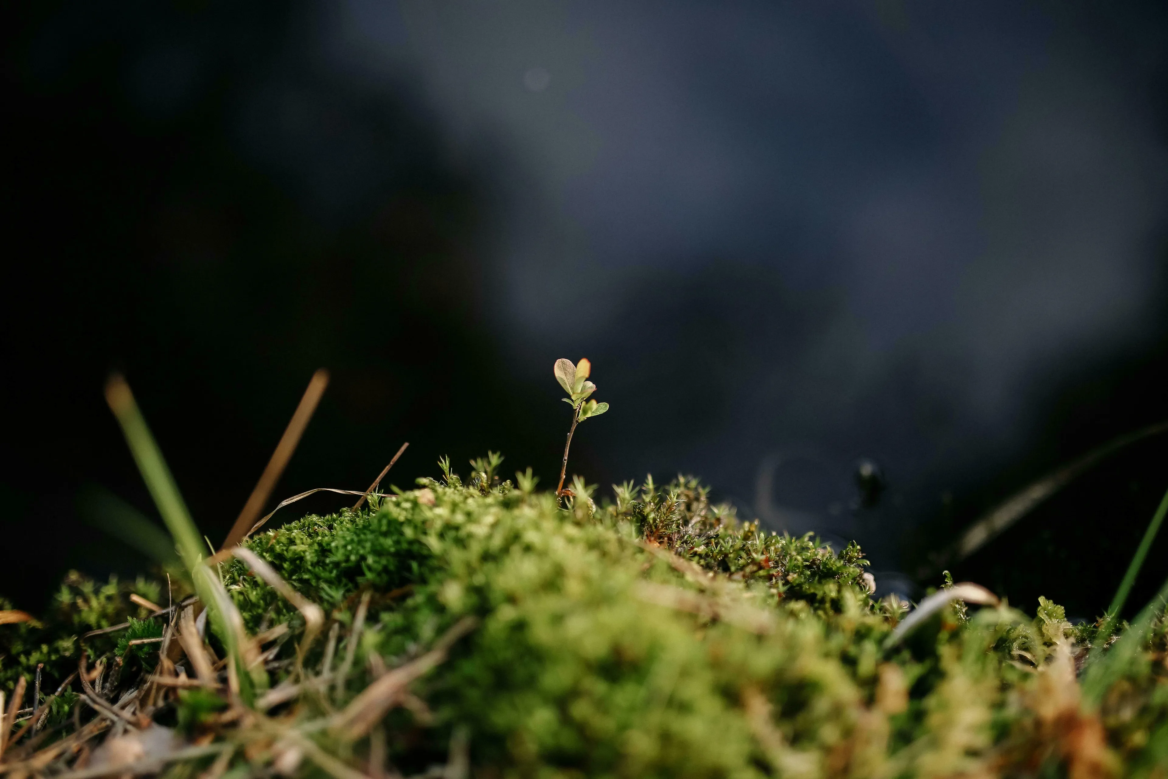 A tiny green sprout emerges from lush moss, illustrating the smallest unit of life. Dark, blurry background.