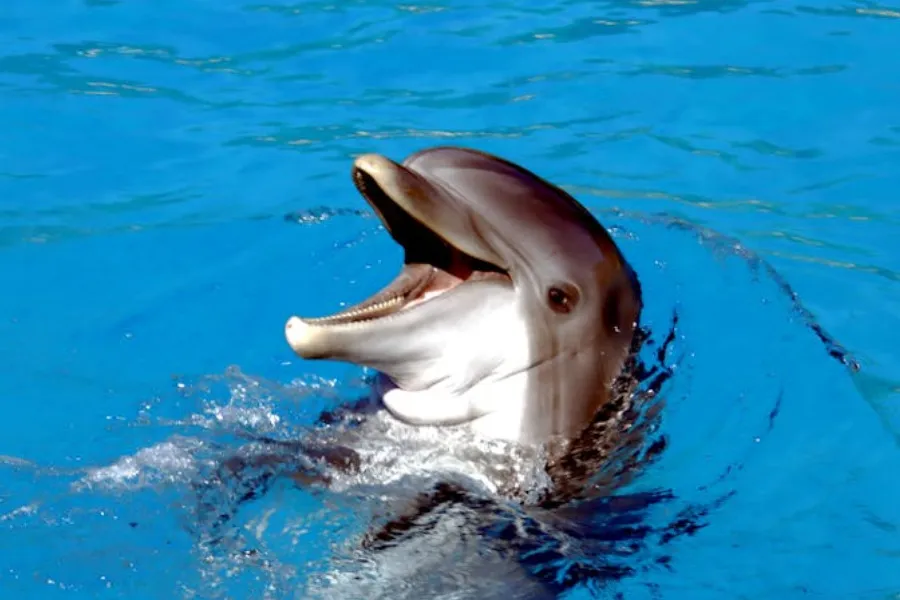 A dolphin with its mouth open, half submerged in bright blue water. A mammal swimming.