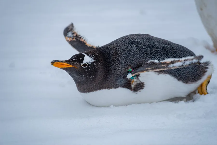 Penguin on icy background