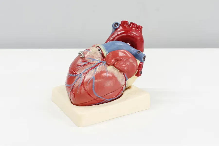 A detailed anatomical heart model on a stand, showcasing arteries and veins, essential for circulatory system studies.