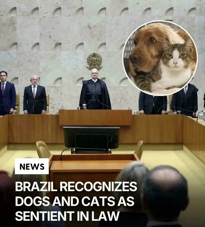 Brazil's Courts Have Ruled That Dogs And Cats Are Legally Recognized As Sentient Beings, Not Property. The Decision Strengthens Penalties For Mistreatment And Cruelty, Acknowledging That Companion Animals Can Feel Pain And Suffering