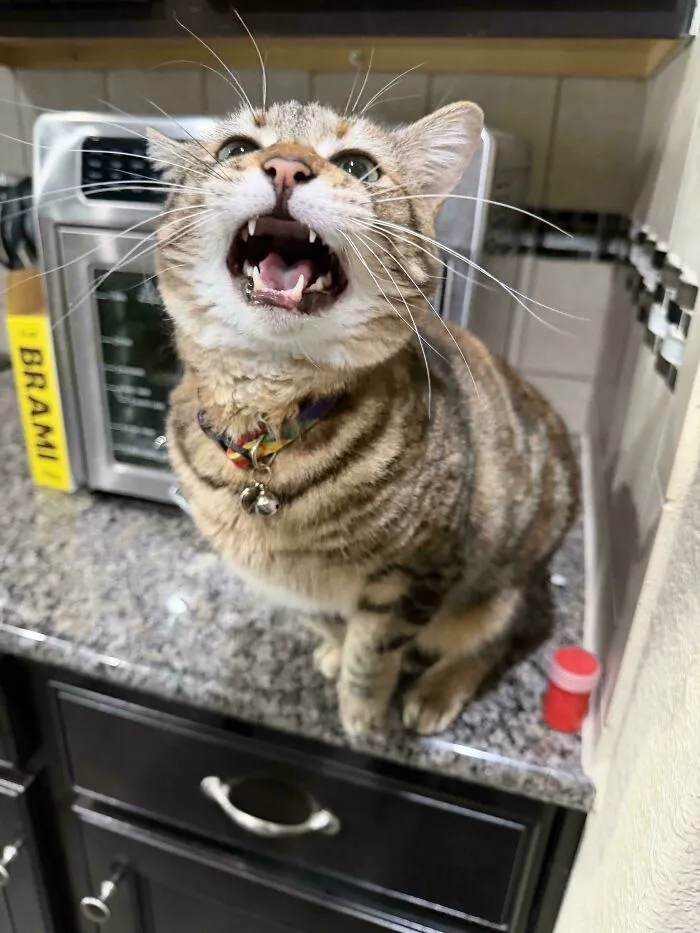Striped cat meowing on kitchen counter