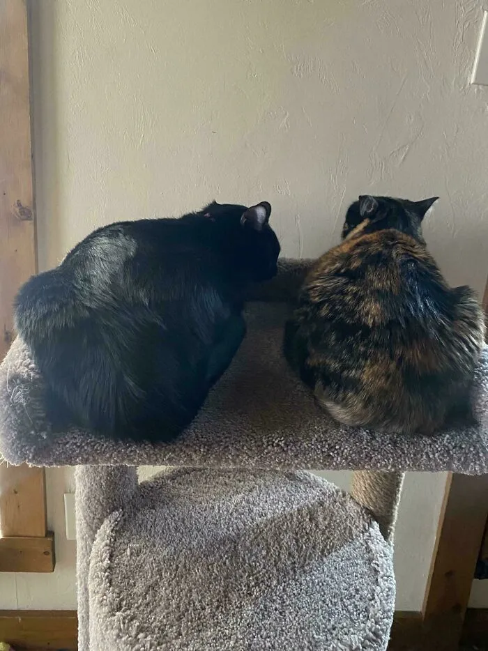 During The Peak Of The Eclipse In My Area My Cats Just Sat Quietly Facing The Wall (Something They Have Never Done Before)