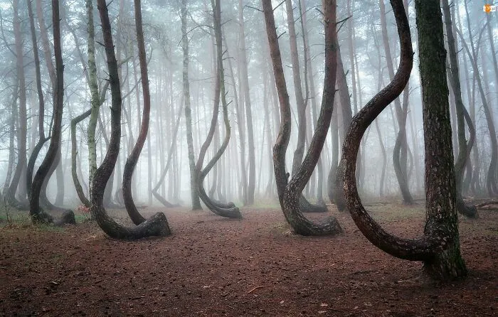Gryfino, Poland. Crooked Forest Is A Local Anomaly - A Section Of Forest Filled With Strangely Twisted Trees