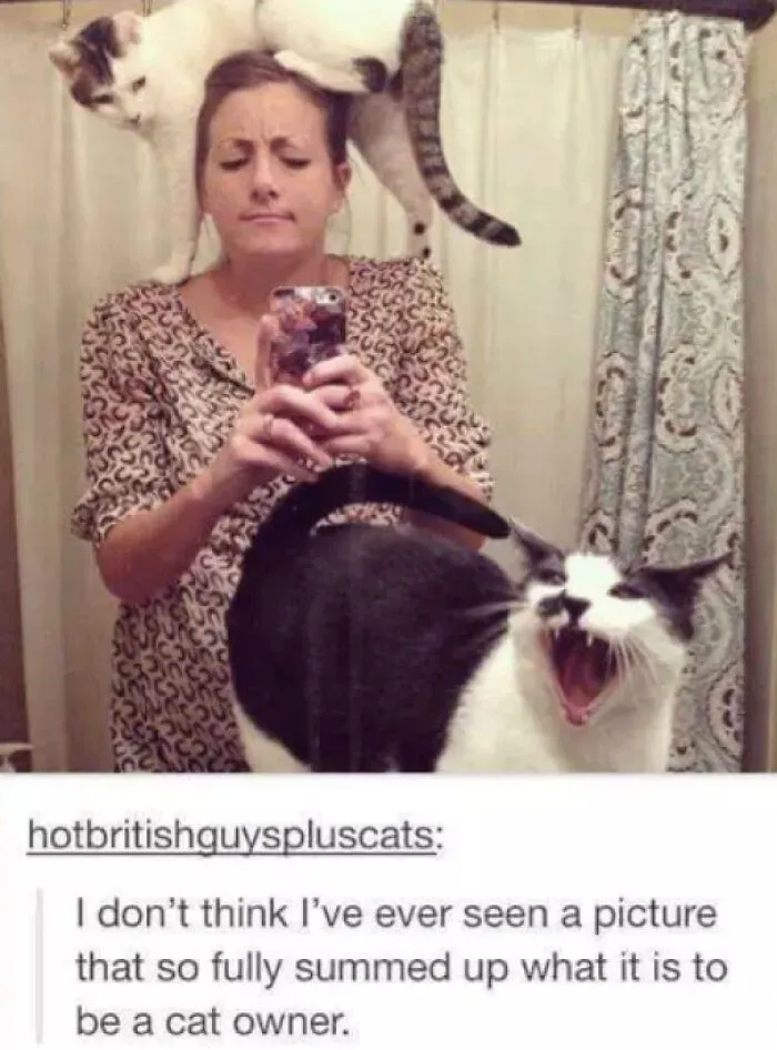 Human Cat Tree