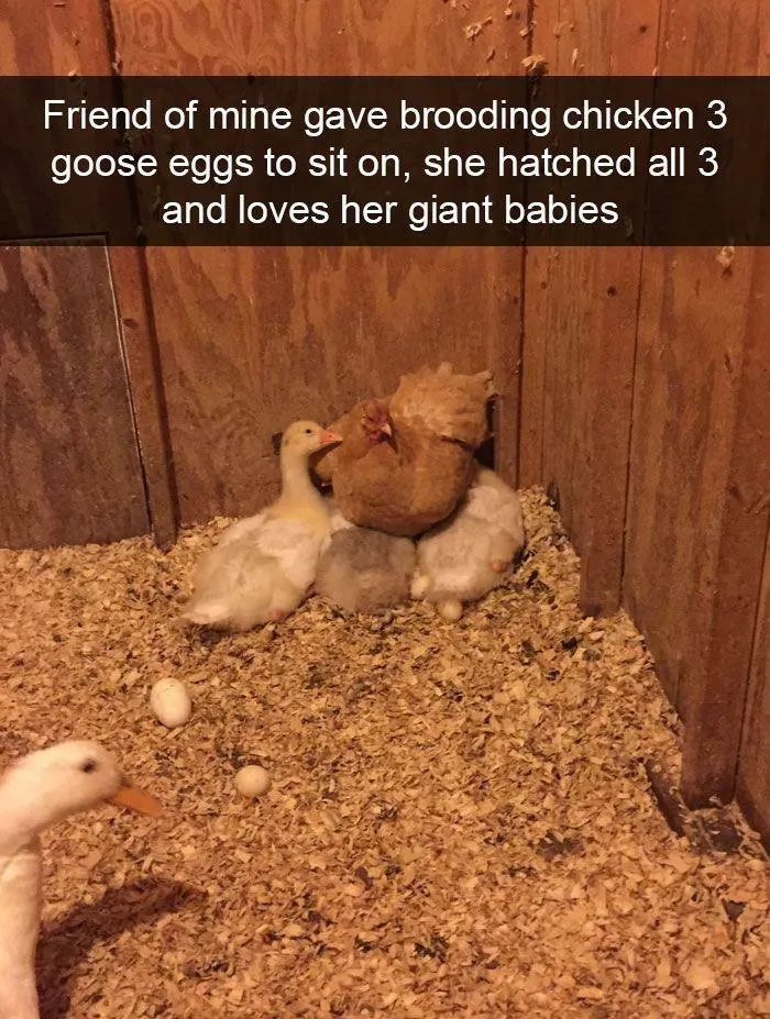 When A Mother Loves Her Children Very Much