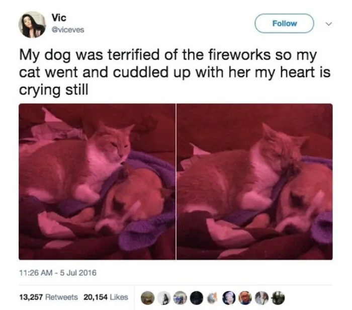 This Cat Loves A Cuddle