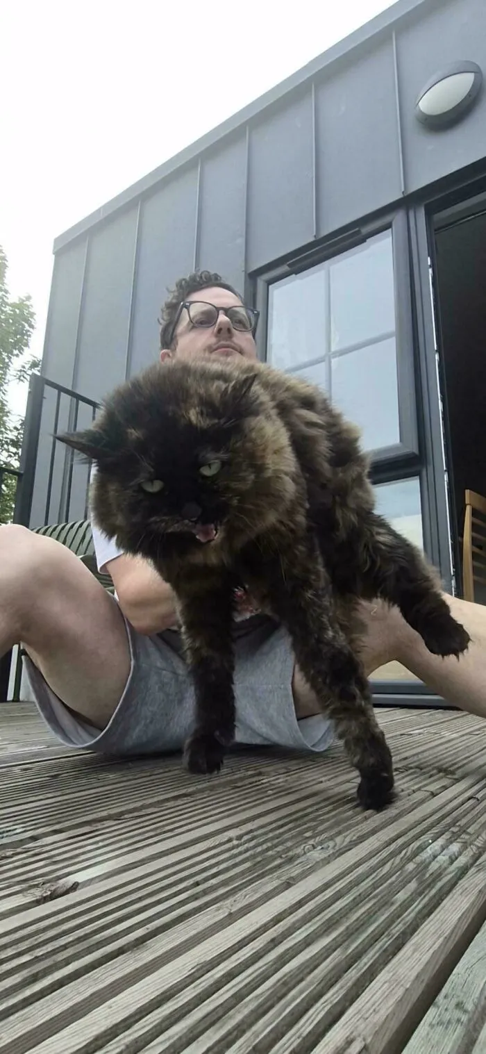 Large fluffy cat meowing being held by a man outside a modern house