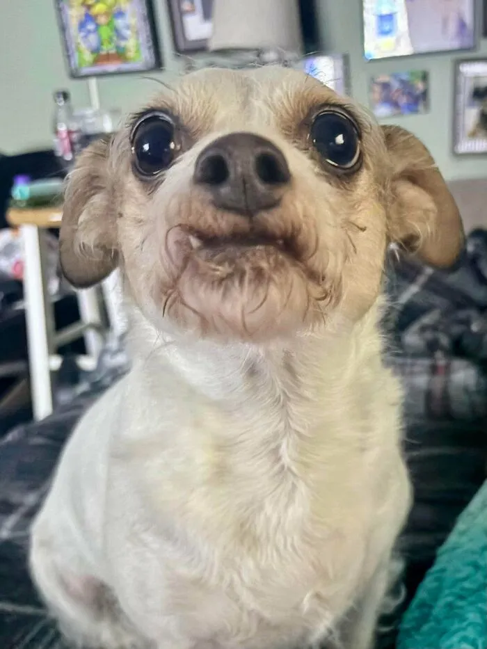 Close-up of a small dog with wide-eyed funny unhinged dog pictures expression