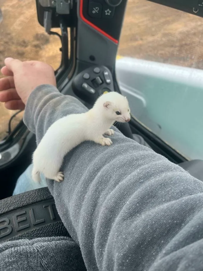 Encontré a este pequeño en el trabajo