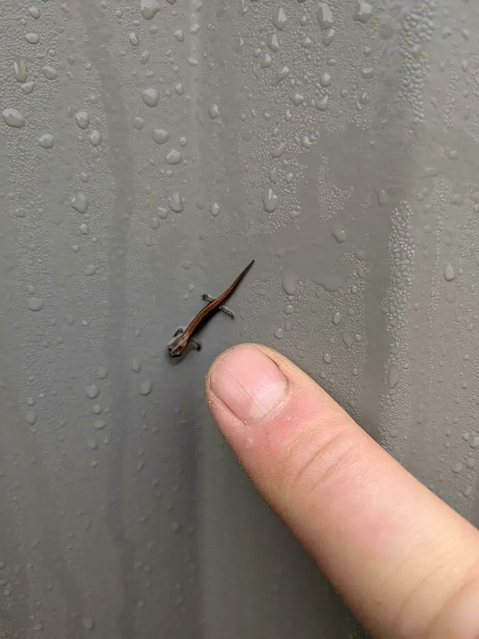 Hoy encontré una salamandra bastante pequeña en el trabajo, relajándose bajo la lluvia matutina.