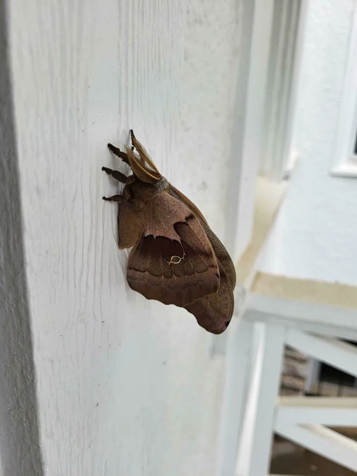 Esta polilla tan chula que vi hoy en el trabajo