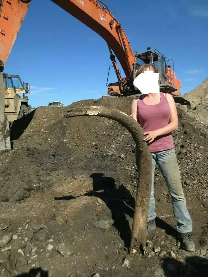 Una amiga mía encontró un colmillo de mamut mientras trabajaba en el norte