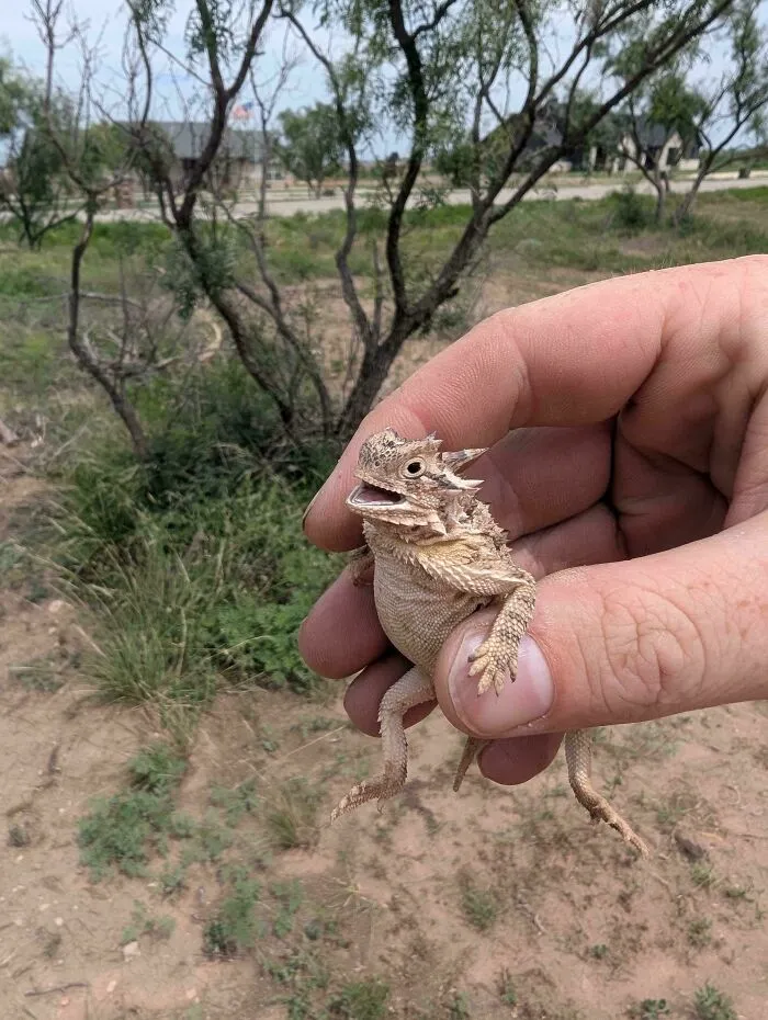 ¡Encontré a este pequeño correteando por el trabajo! Al menos alguien tuvo un buen lunes.