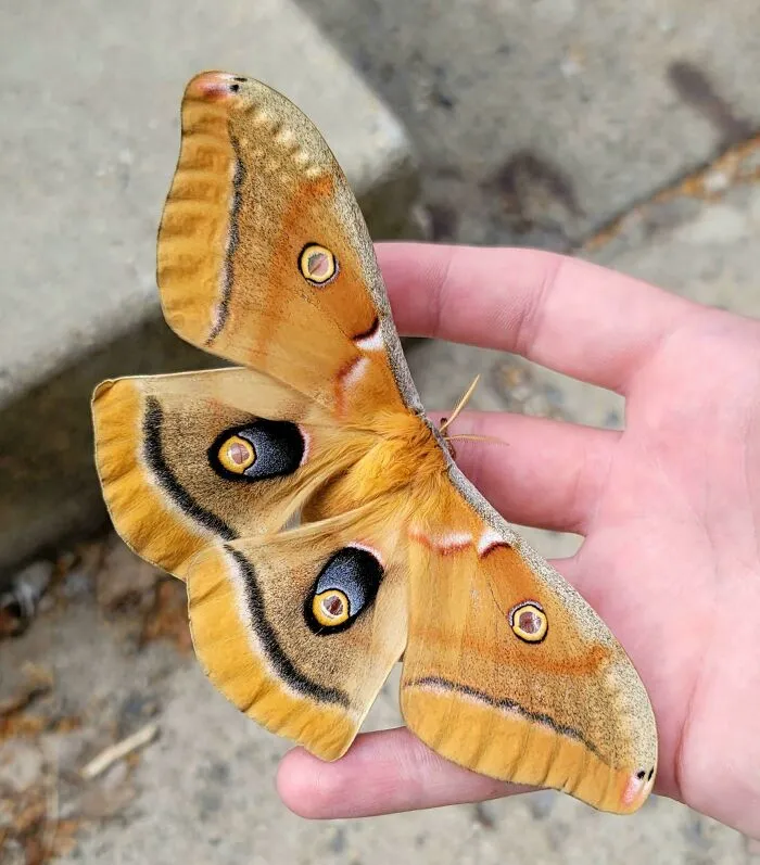 Una hermosa polilla satúrnida que encontré en el trabajo.