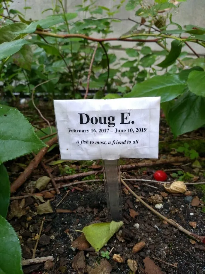 My Husband Found This Tucked Behind Some Shrubs At His Office Complex
