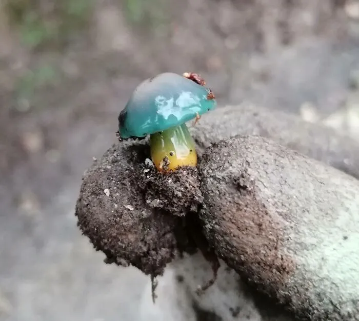 Este hongo que encontré en el trabajo, nunca había visto nada igual.