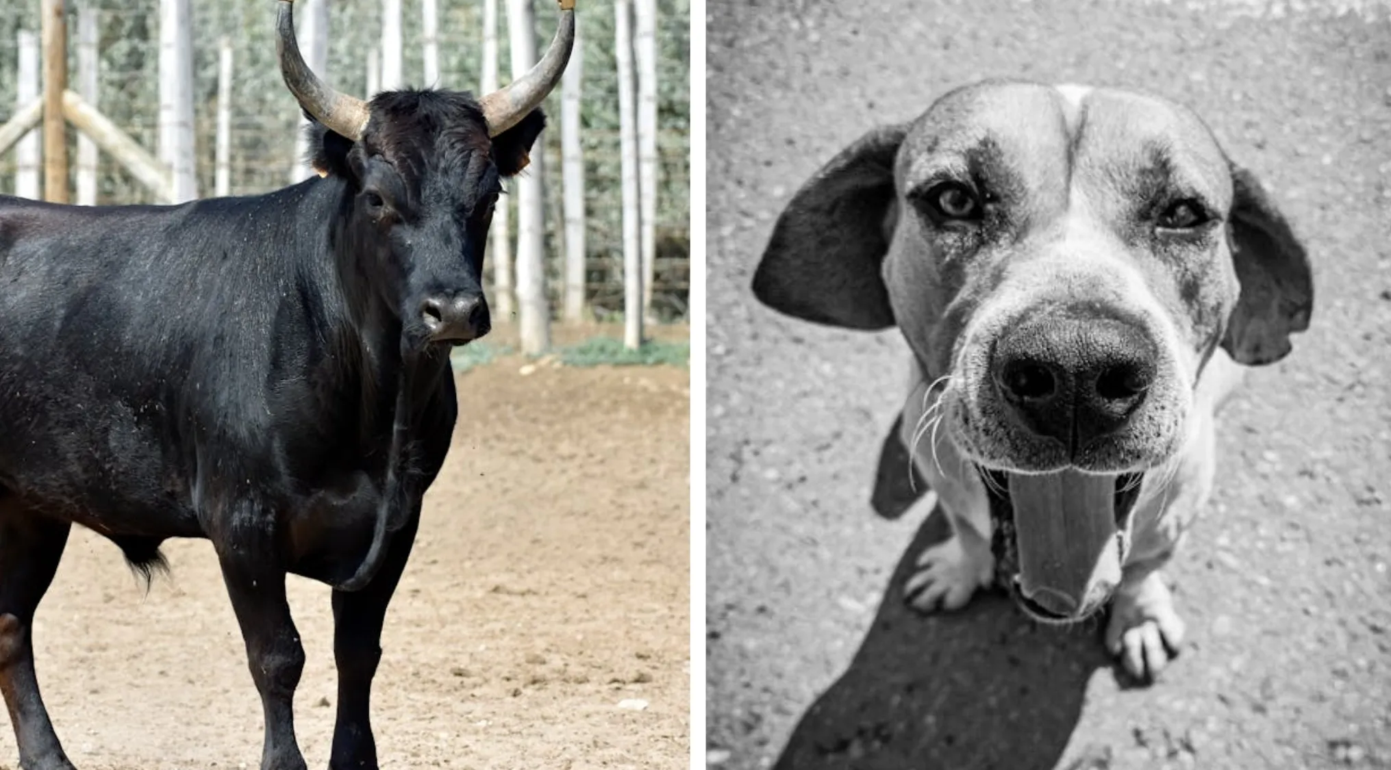 A black bull with horns and a black and white dog with its mouth open. What word do you see here?