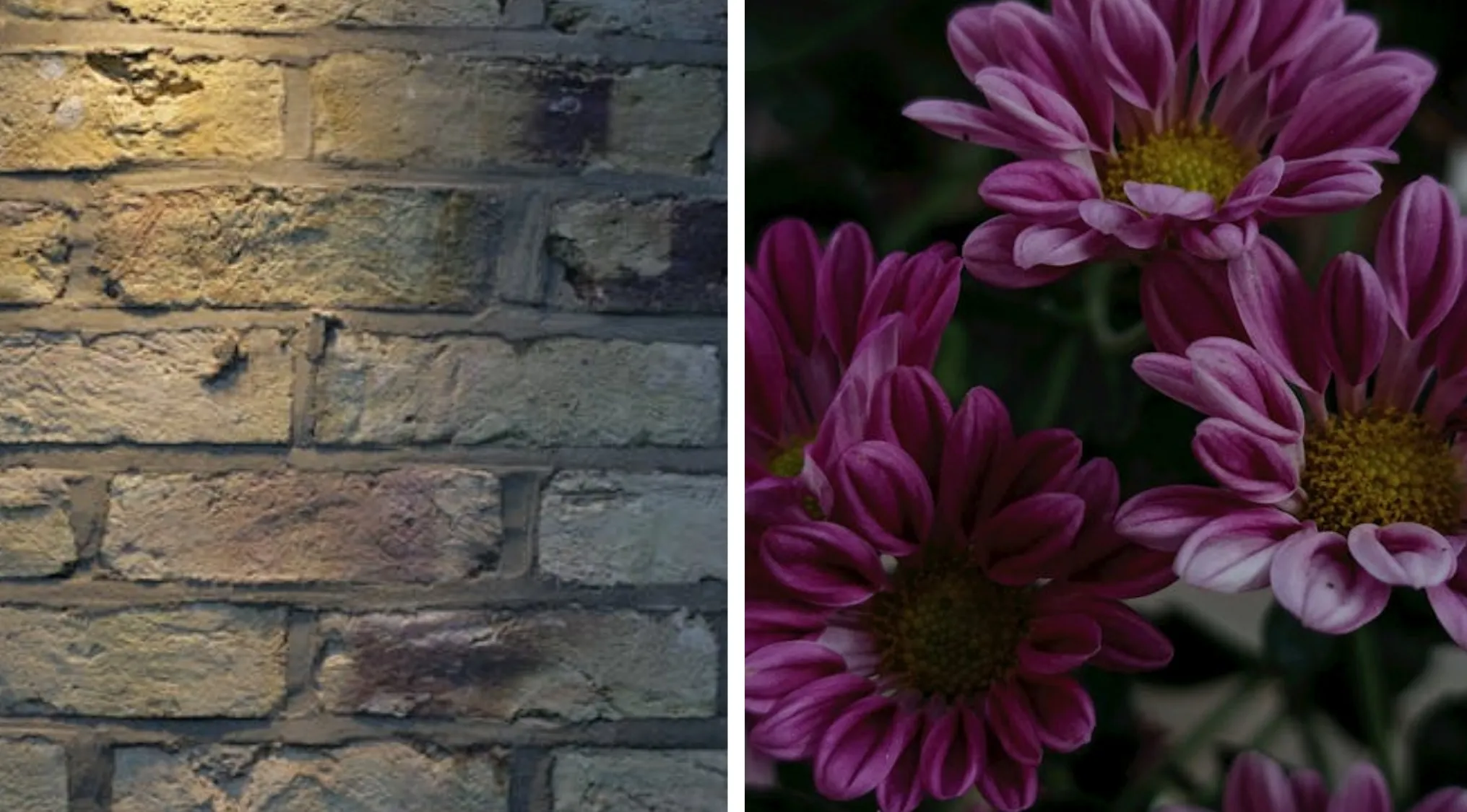 Two images: one of a brick wall illuminated by a golden light, and another of several purple and yellow flowers. Words From Two Images.