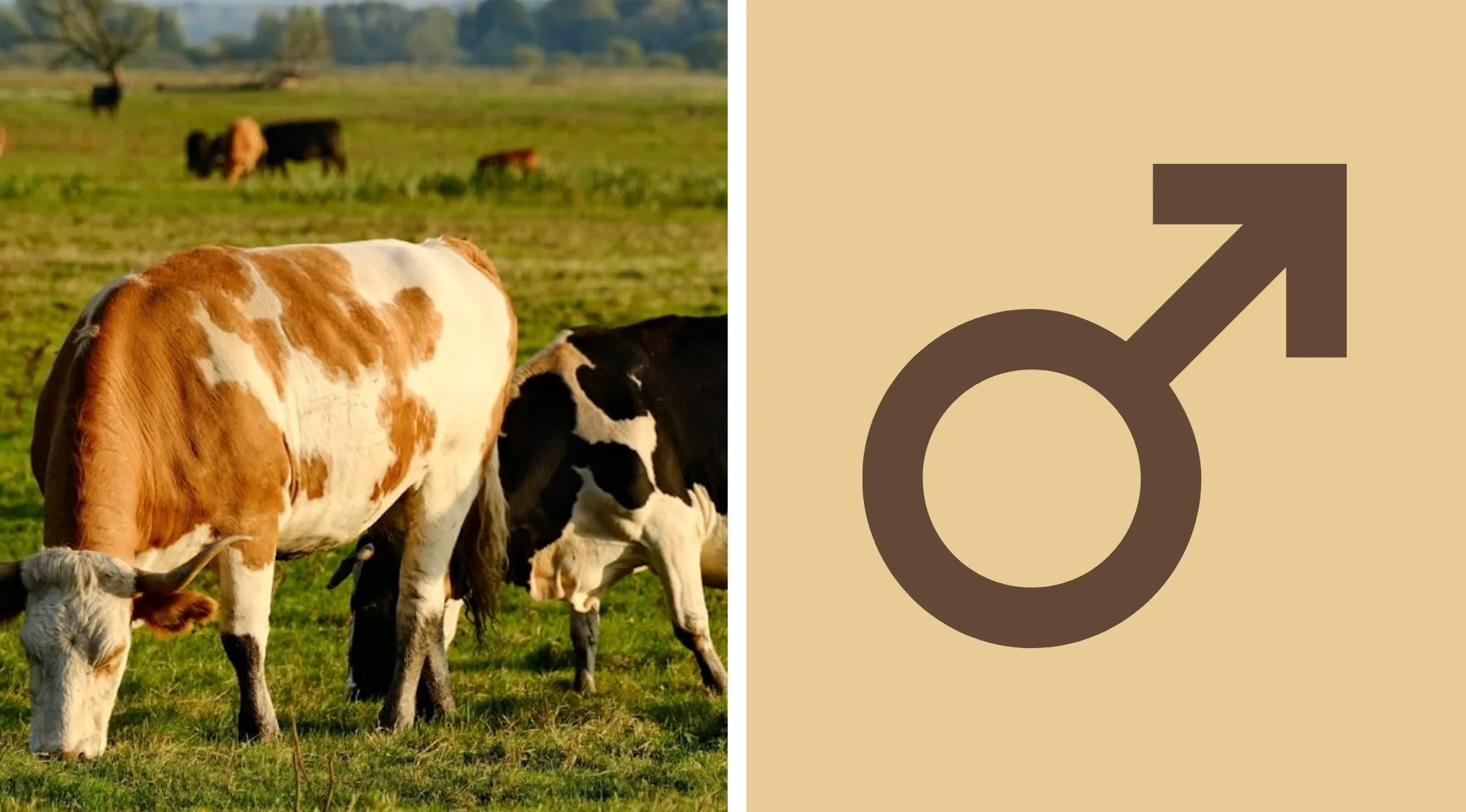 Two images: cows grazing in a field and the male symbol. What word do these two clues suggest?