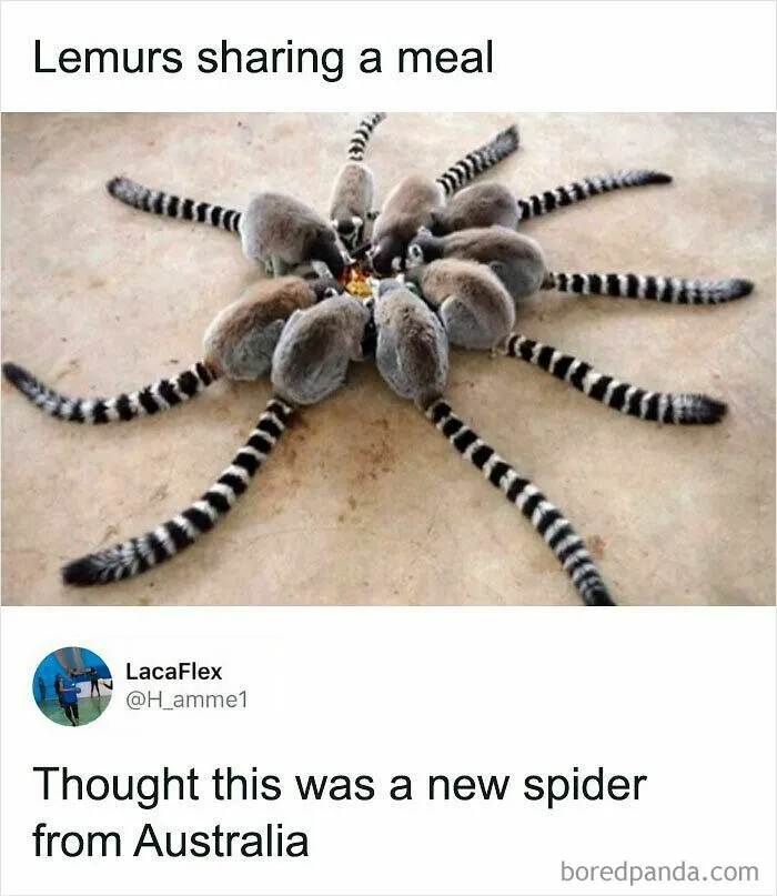 If Nothing Brings You Joy Anymore, Try These 75 Funny And Wholesome Animal Memes