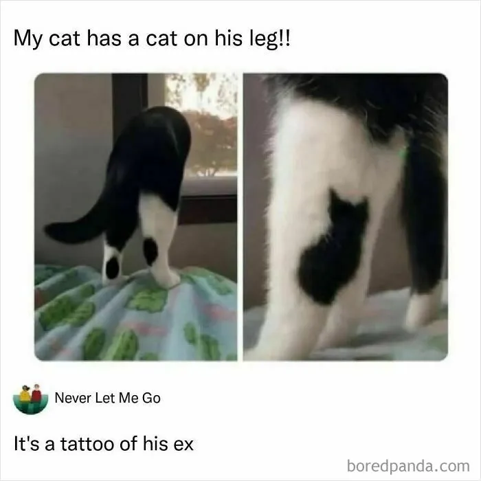 79 Hissterical Memes You’d Like To Tag Your Cat In (New Pics)