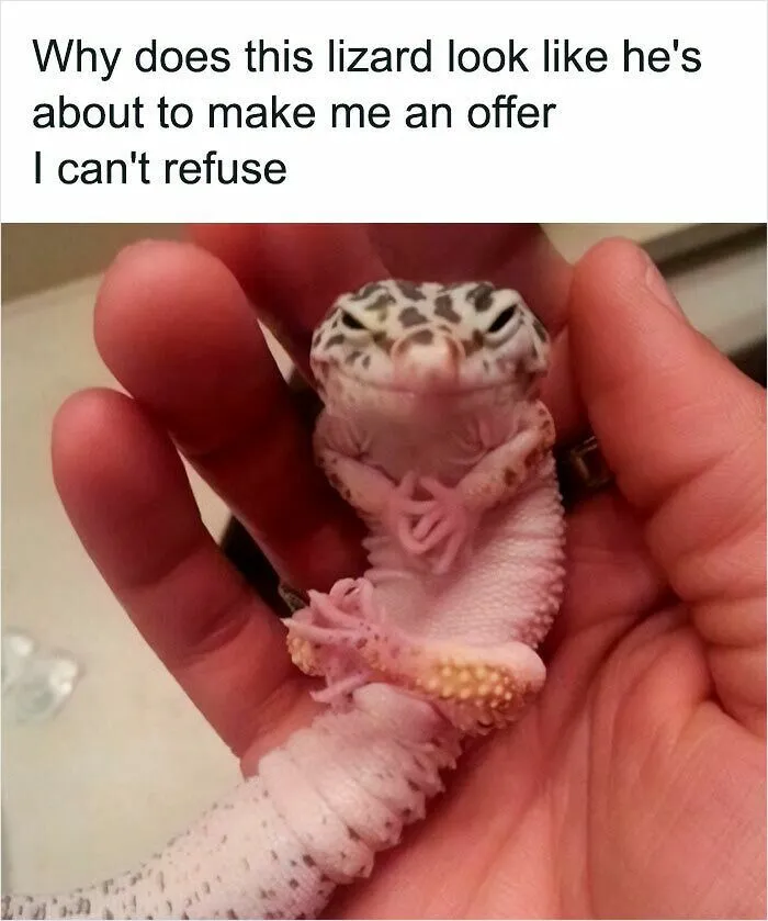 If Nothing Brings You Joy Anymore, Try These 75 Funny And Wholesome Animal Memes