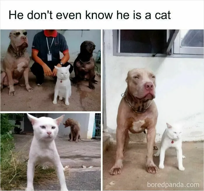 If Nothing Brings You Joy Anymore, Try These 75 Funny And Wholesome Animal Memes