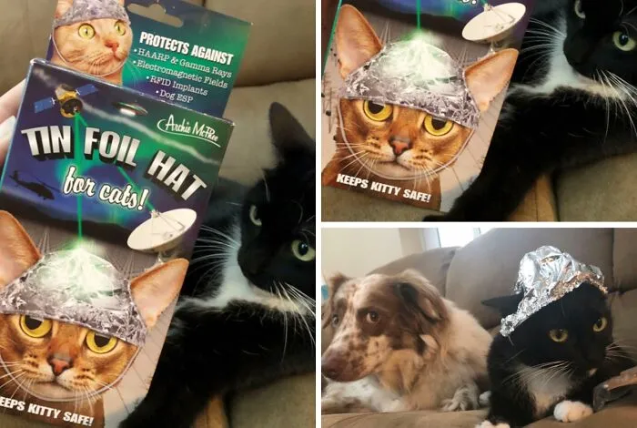 Found At Goodwill For 59 Cents. Finally, Kitty Is Safe! Now We Need One For The Dog