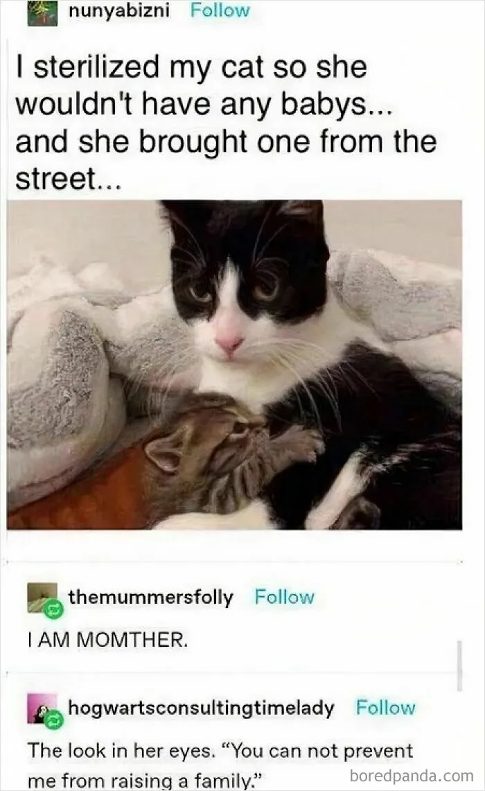 79 Hissterical Memes You’d Like To Tag Your Cat In (New Pics)