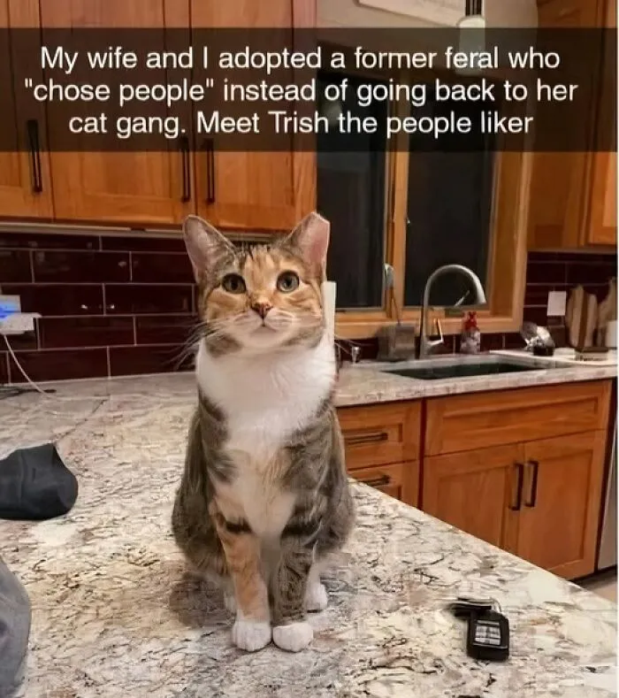 79 Hissterical Memes You’d Like To Tag Your Cat In (New Pics)