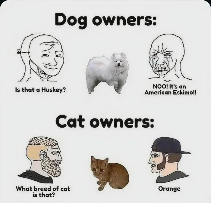 79 Hissterical Memes You’d Like To Tag Your Cat In (New Pics)