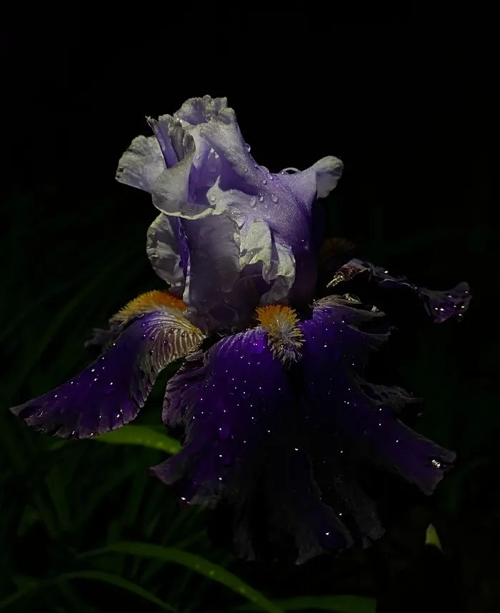 The Water Droplets On My Iris Make It Look Like A Starry Night Sky