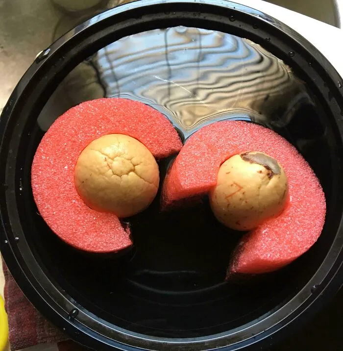 Made Floaties For My Avocado Seeds So I Don’t Have To Remember To Add Water To Them