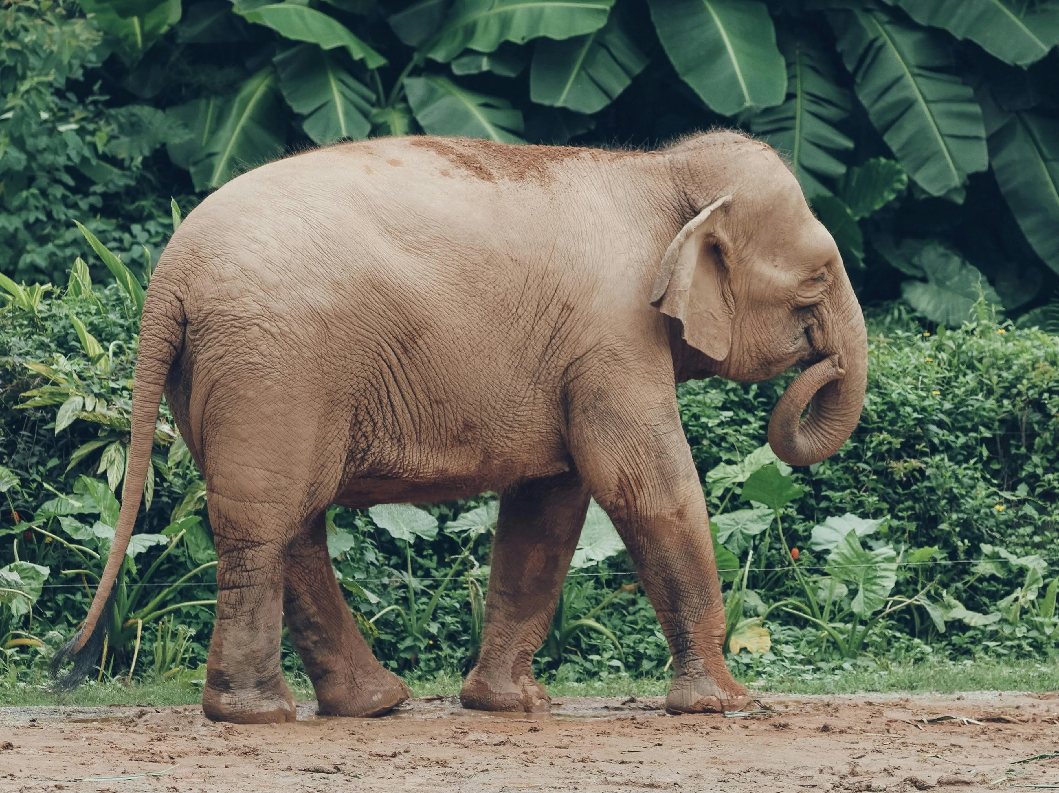 An elephant walking on a dirt path with lush green jungle foliage in the background.
