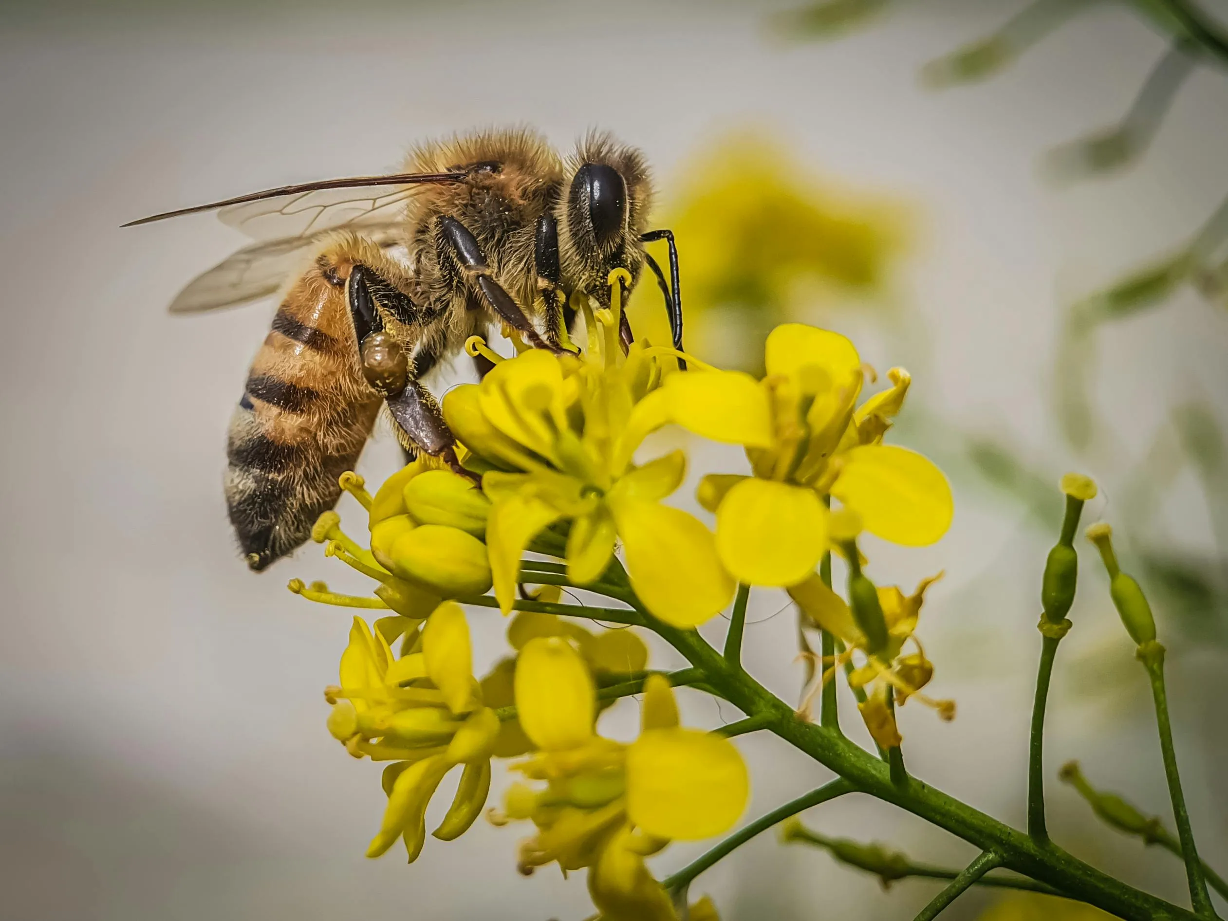 A bee with striped body and fuzzy thorax, perched on a branch of vibrant yellow flowers, collecting pollen.