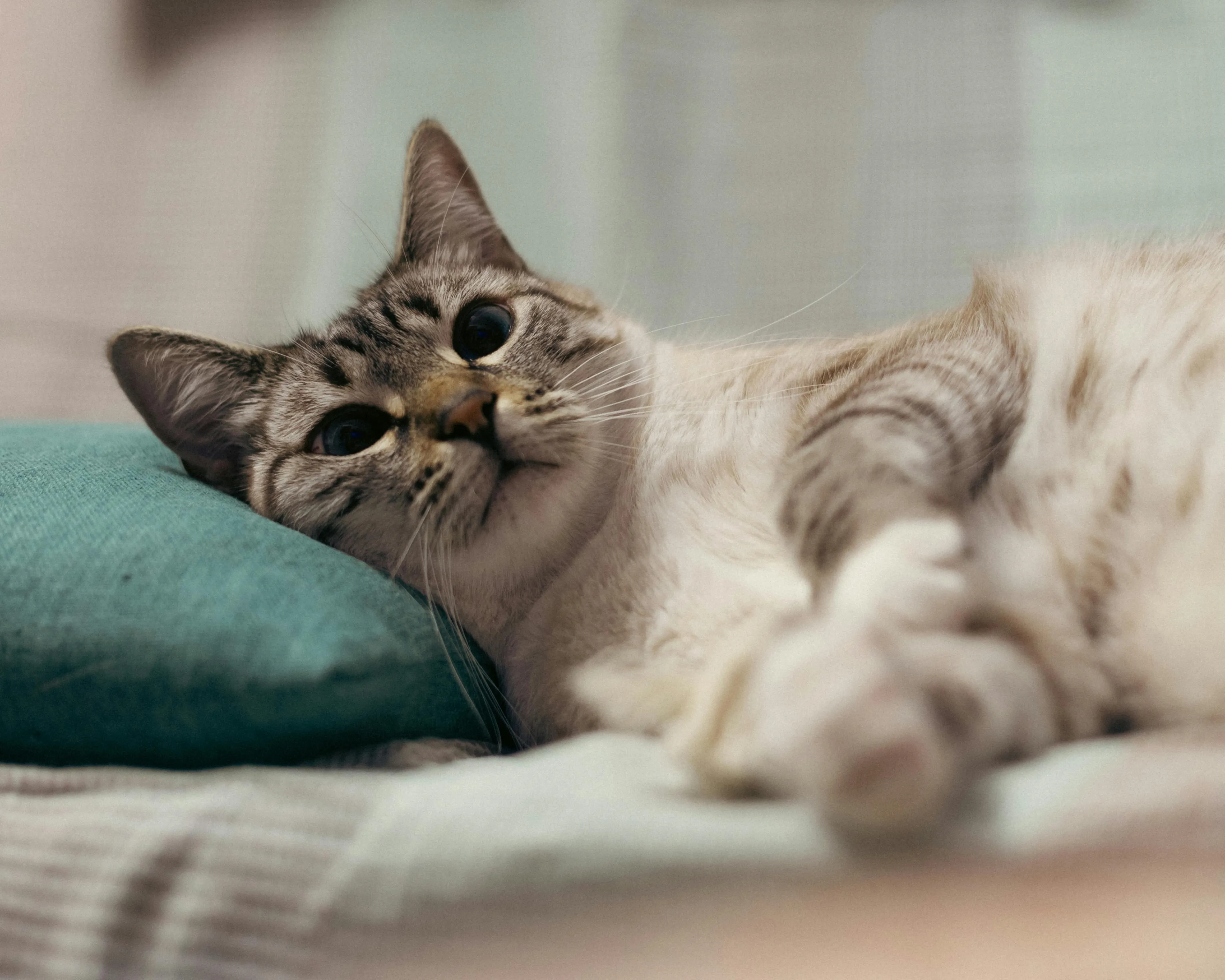 A beautiful tabby cat with bright eyes rests its head on a teal pillow, looking curiously at the viewer.