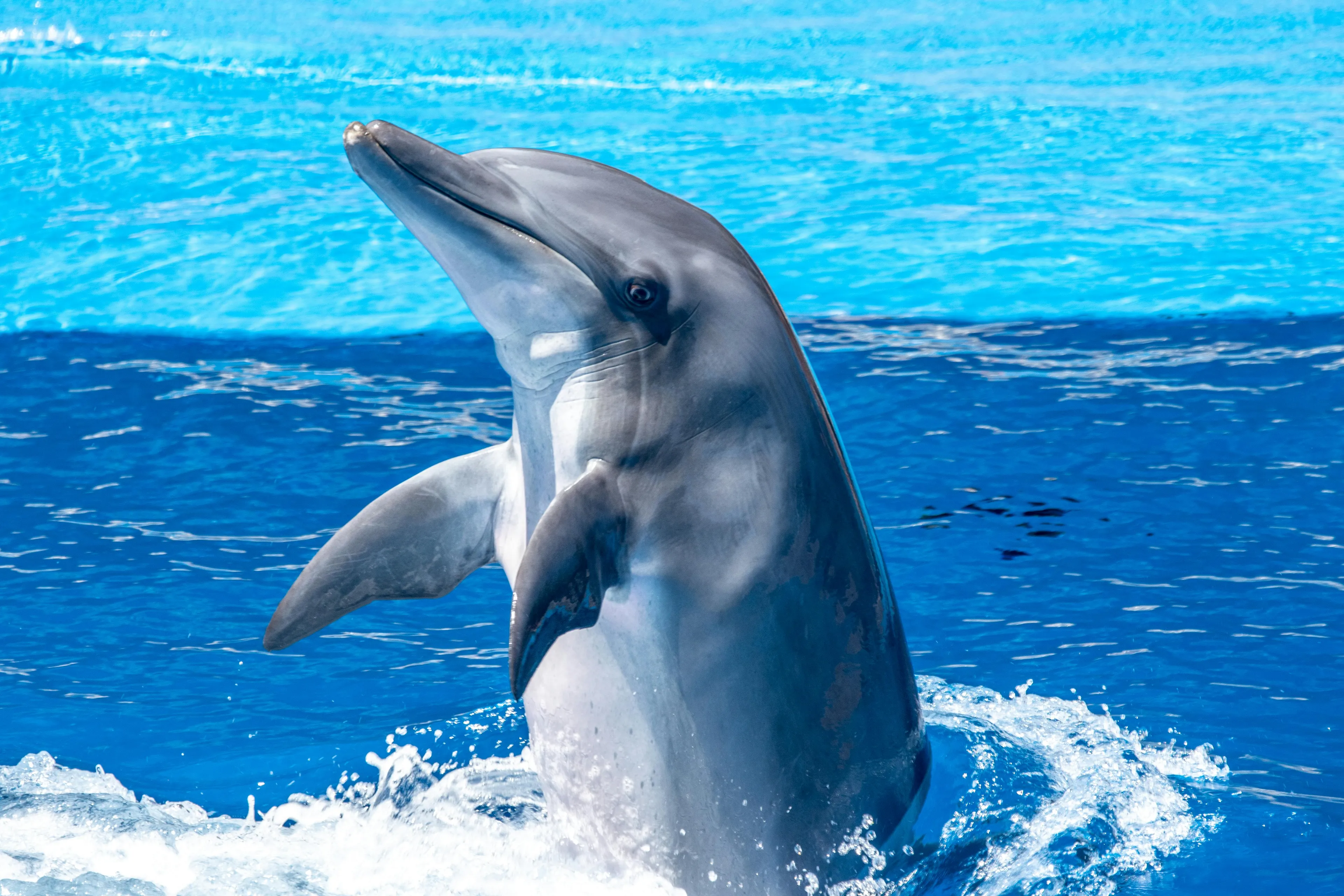 A bottlenose dolphin breaches the surface of clear blue water, its head and upper body visible, against a lighter blue background.