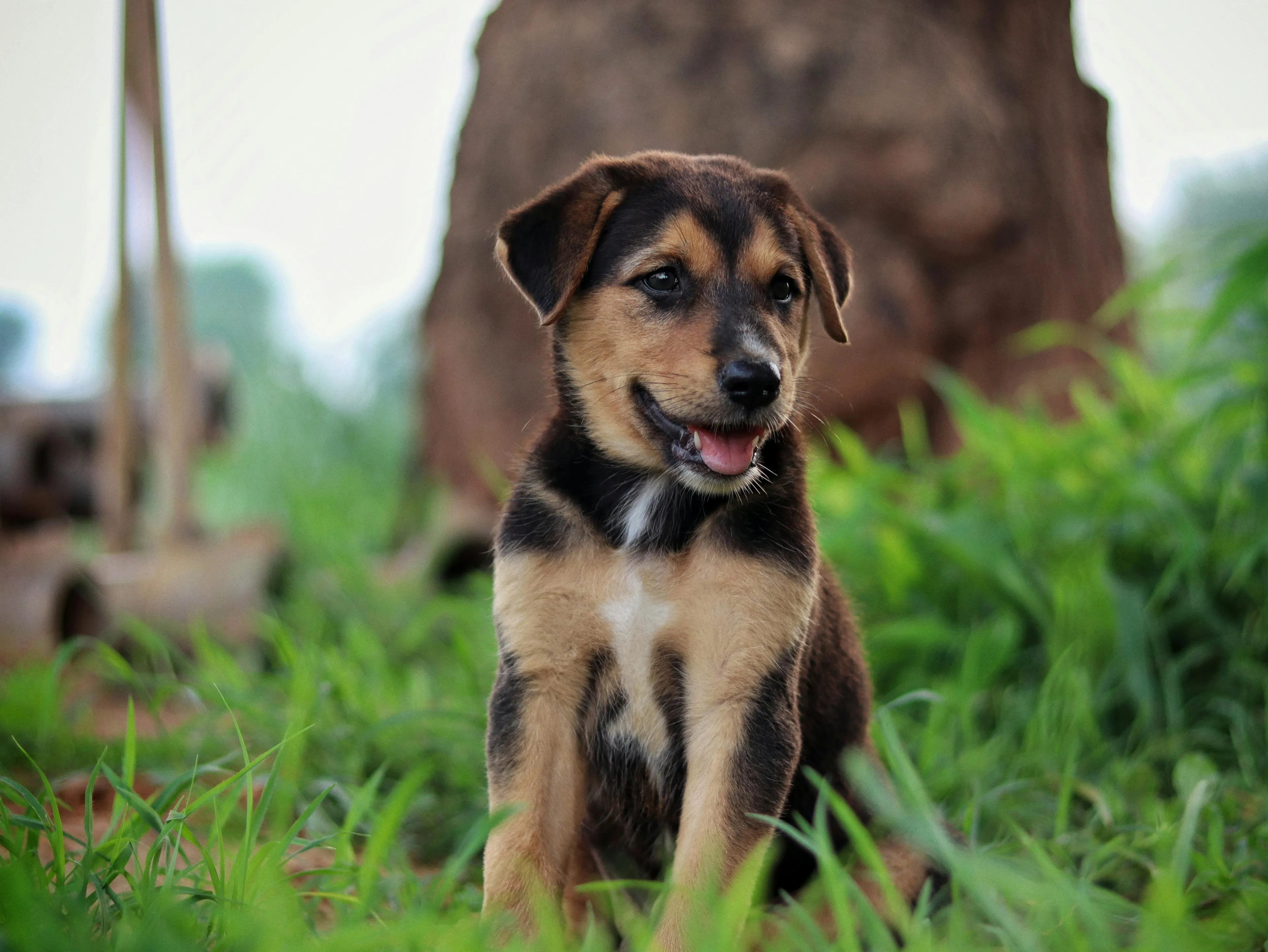 A cute brown and black puppy sits in lush green grass, looking forward with its mouth slightly open.