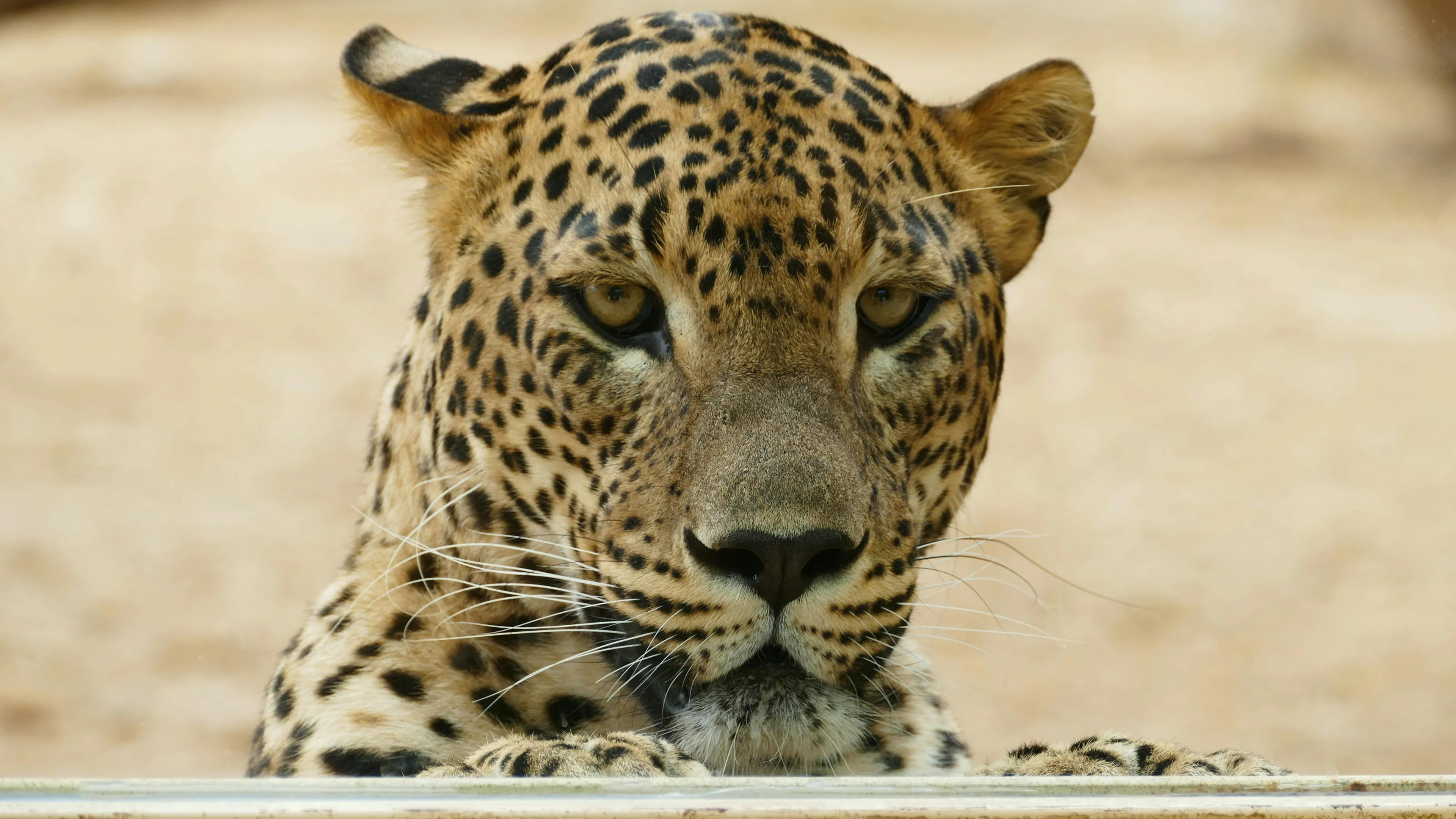 A close-up of a leopard's face, looking directly at the viewer with piercing yellow eyes. This majestic animal features distinctive spotted fur.